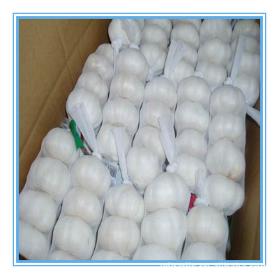 【供应2013年优质出口级纯白大蒜,各种规格,有自己工厂】价格,厂家,图片,葱姜蒜类,金乡县远大伟业进出口贸易-